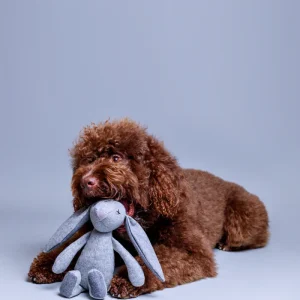 LILLABEL Hundespielzeug RUPERT – Hase – Bild 3