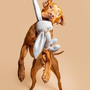 Alternative view of LILLABEL Hundespielzeug RUPERT – Hase