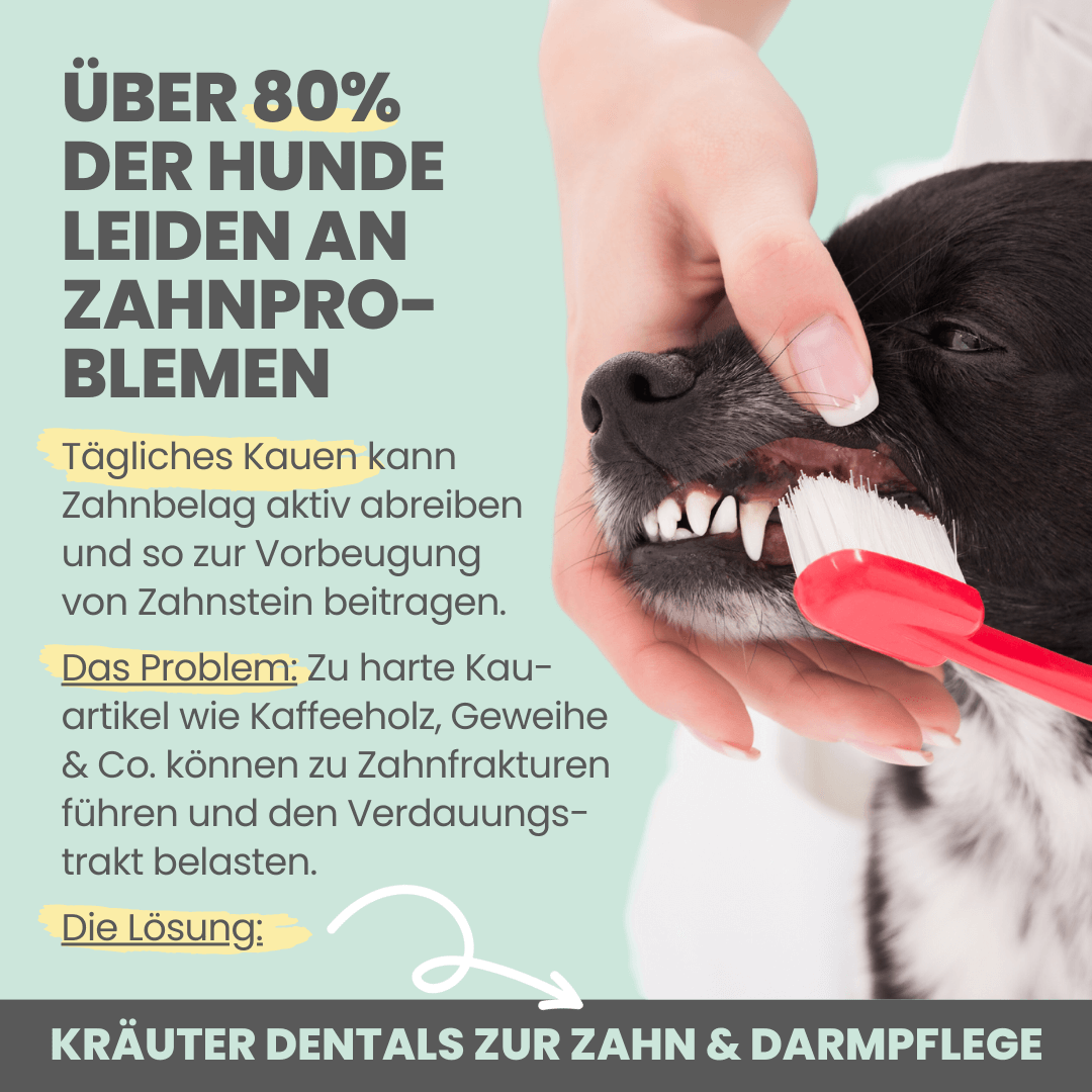 Kräuter Dentals – Bild 4