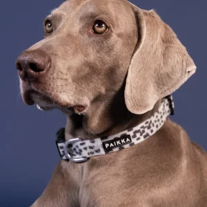 Glow Collar 2.0