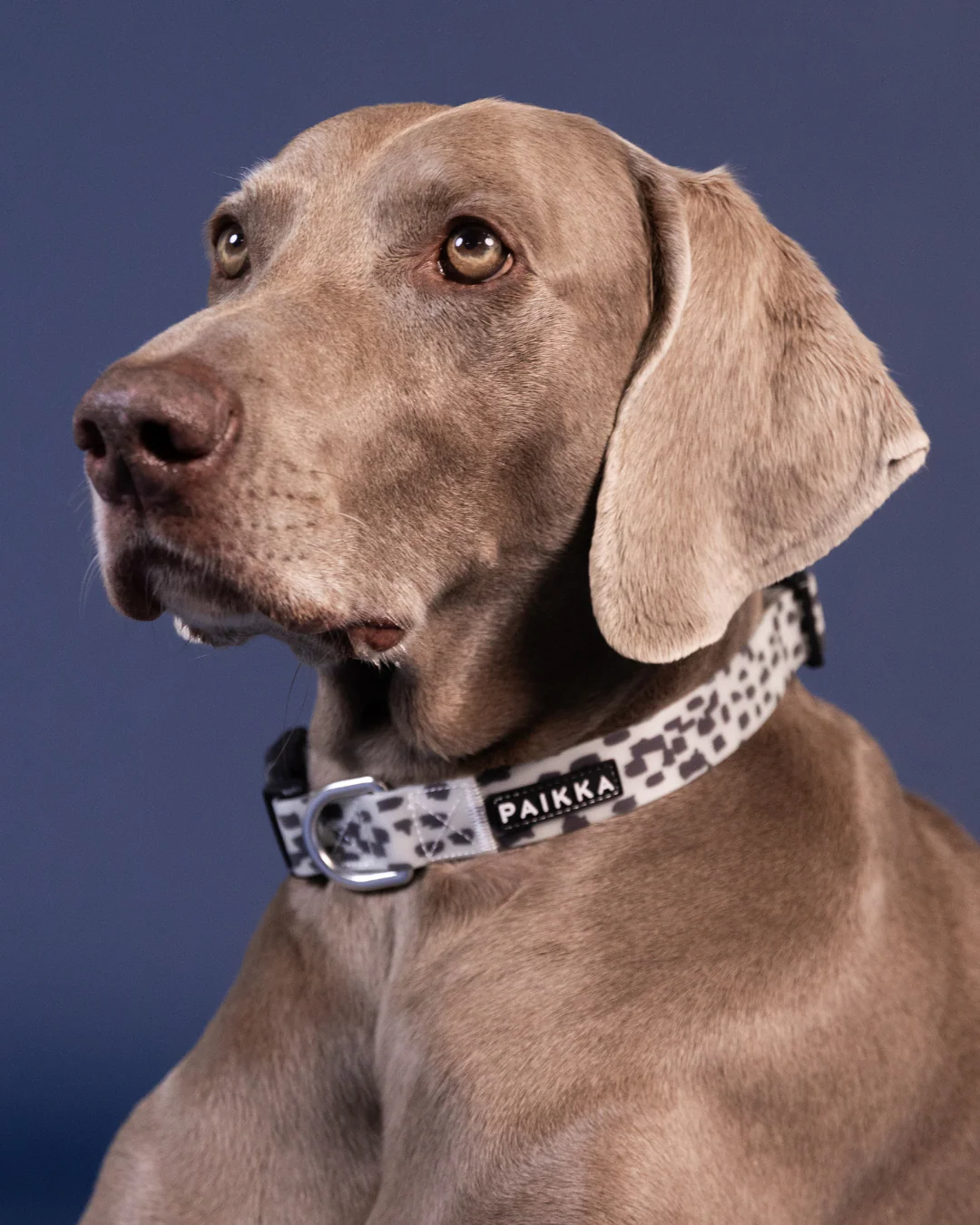Glow Collar 2.0