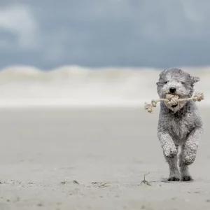 Alternative view of Hundespielzeug Knotenball