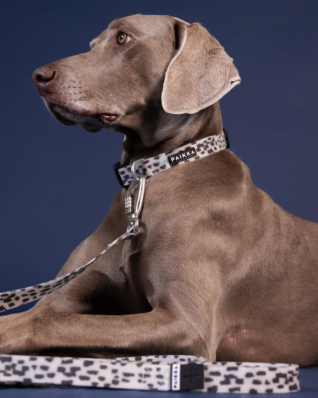 Glow Multi-Leash 2.0 – Bild 3