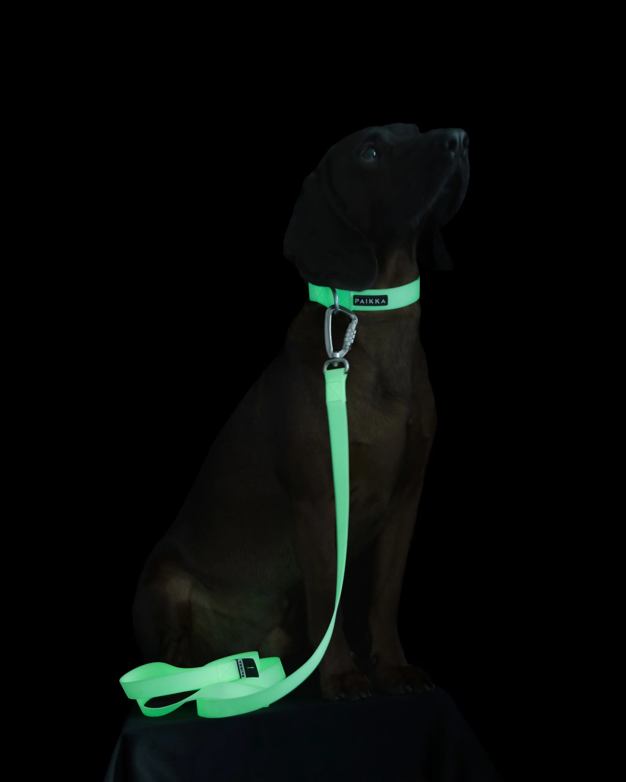 Glow Leash Rose – Bild 2