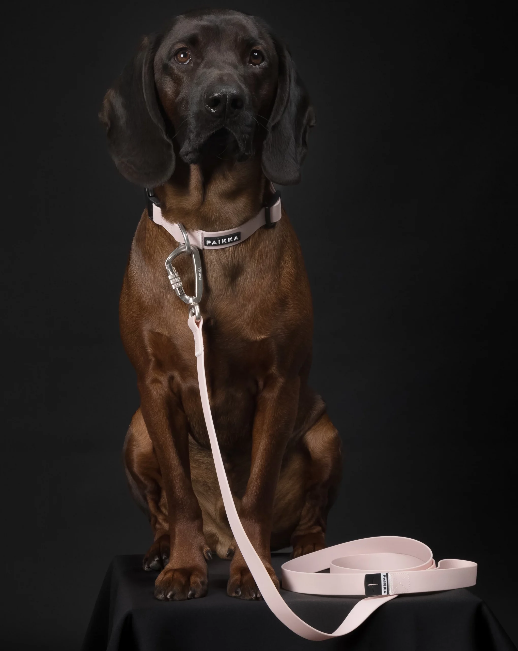 Glow Leash Rose – Bild 3