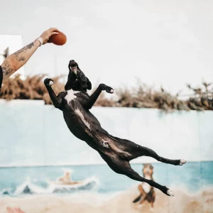 Alternative view of Hundespielzeug American Football