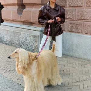 Hund mit DOGGUO Dot Hundehalsband in Bordeaux und Peach