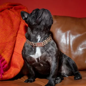 Verstellbares Hot Doggies Hundehalsband Coco Noir am Hund