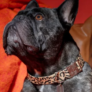 Hund mit Hot Doggies Coco Noir Hundehalsband im Leo-Look