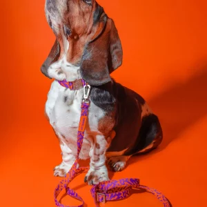 Hund mit Hot Doggies Poppy Sunrise Freihandleine und Halsband in Lila und Pink