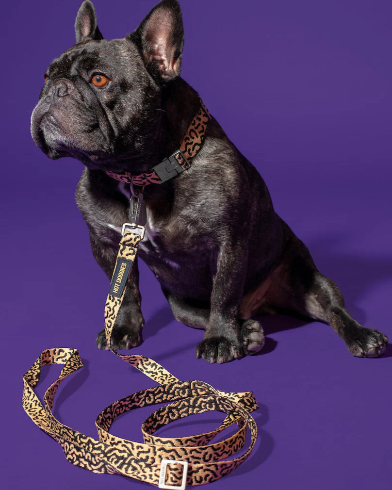 Hund mit Hot Doggies Freihandleine Coco Noir im Leo-Look