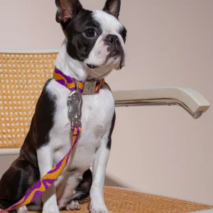 Hund mit Hot Doggies Bonny Plum Hundehalsband in Lila und Senfgelb und passener freihandleine
