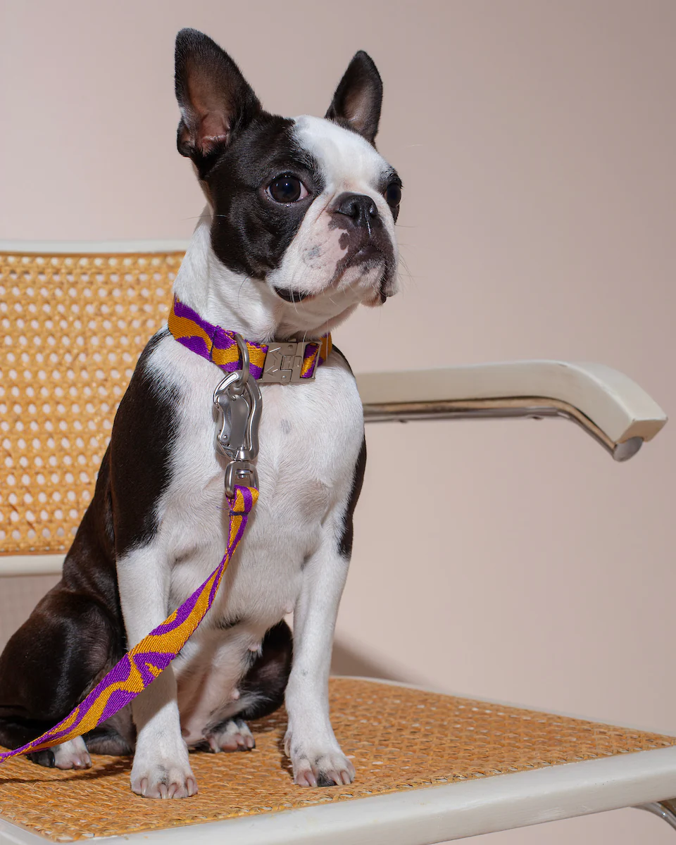 Hund mit Hot Doggies Bonny Plum Hundehalsband in Lila und Senfgelb und passener freihandleine