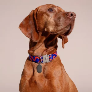 Viszla mit Hot Doggies Rocky Electric Hundehalsband in Blau und Orange