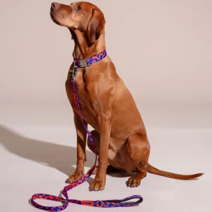 Hot Doggies Rocky Electric Hundehalsband mit passender Freihandleine