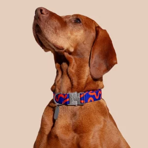 Hund mit Hot Doggies Rocky Electric Hundehalsband in Blau und Orange
