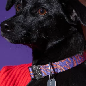 Hund mit Hot Doggies Lily Coral Hundehalsband in Koralle und Lavendel