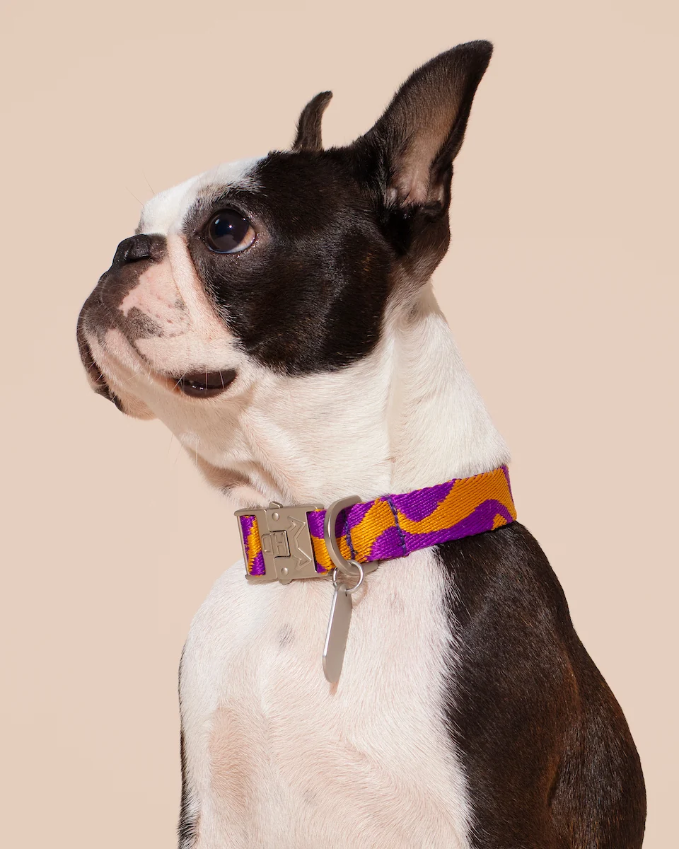 HOT DOGGIES Hundehalsband Bonny Plum – Bild 2