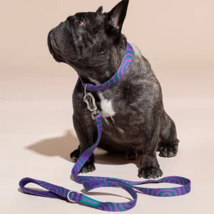 Hund mit Hot Doggies Lola Groove Hundehalsband mit passender Freihandleine