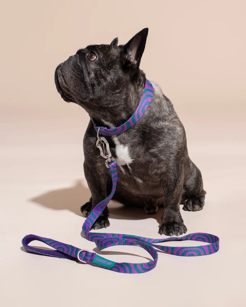 Hund mit Hot Doggies Lola Groove Hundehalsband mit passender Freihandleine