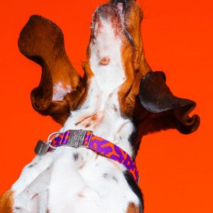 Verstellbares Hot Doggies Hundehalsband Poppy Sunrise am Hund