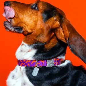 Hund mit Hot Doggies Poppy Sunrise Hundehalsband in Lila und Orange