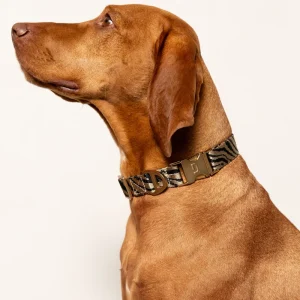 Viszla mit DOGGUO Zebra Hundehalsband Beige Black