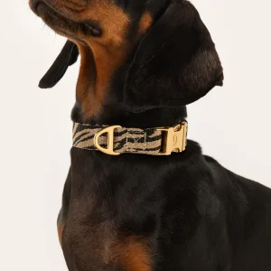 Dackel mit DOGGUO Zebra Hundehalsband Beige Black
