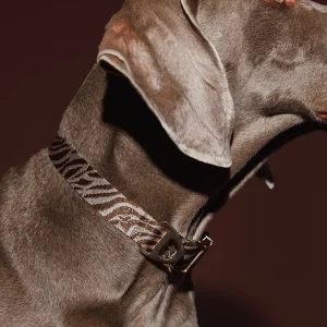 Hund mit DOGGUO Zebra Hundehalsband in Braun und Beige