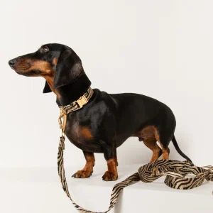 Dackel mit DOGGUO Zebra Hundehalsband mit passender Hundeleine