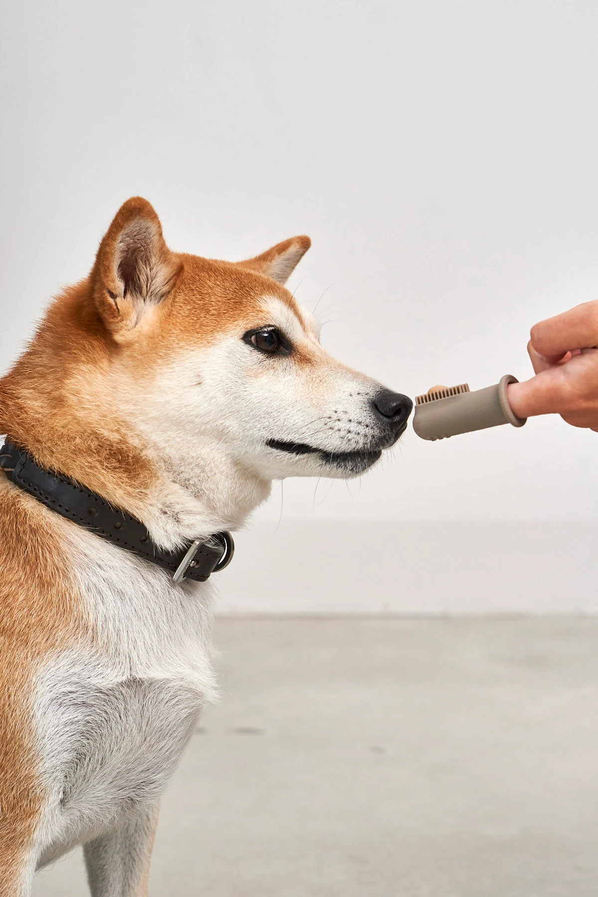 MiaCara DITO Fingerzahnbürste bei der Zahnpflege eines Shiba Inu