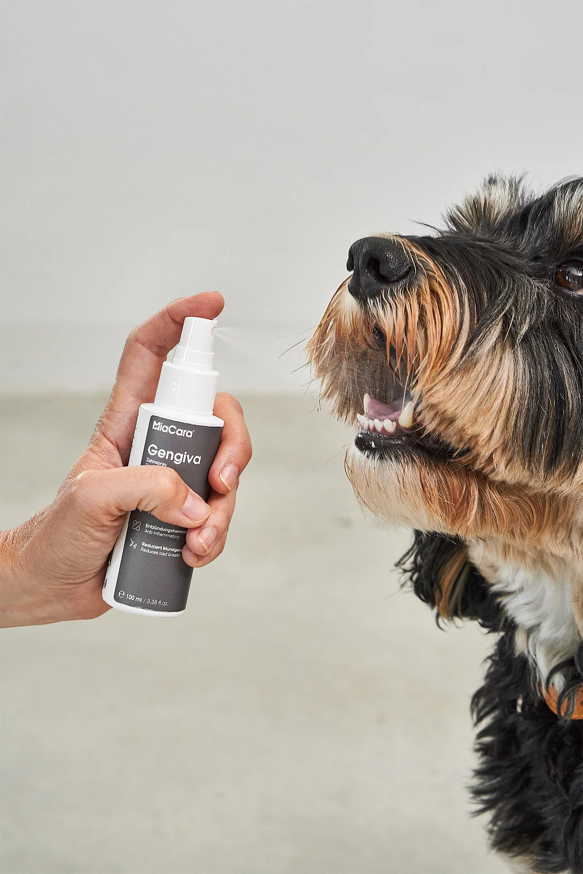 MiaCara GENGIVA Hundezahnspray bei der Anwendung